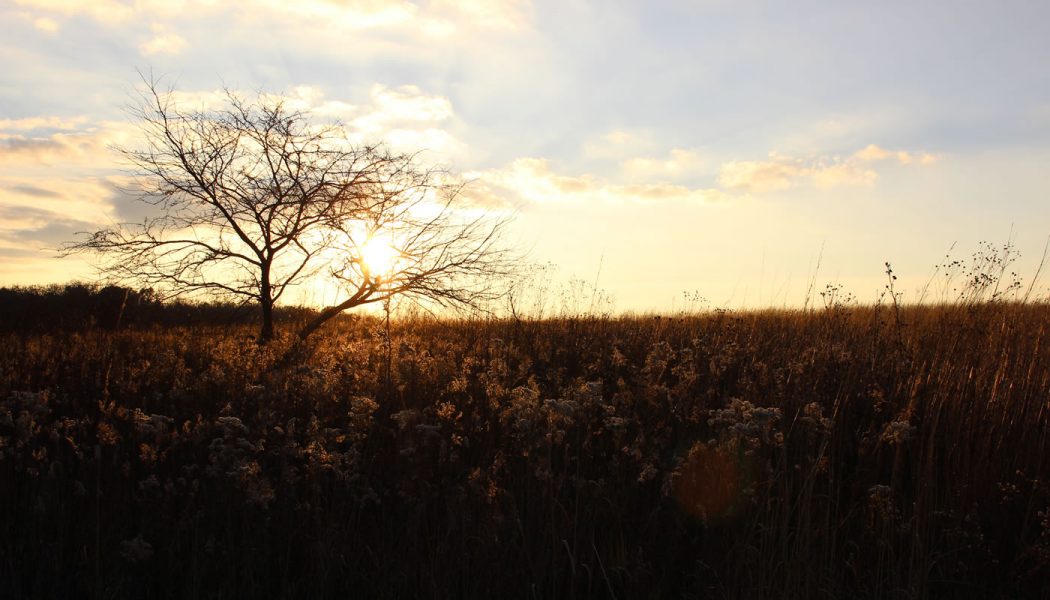 Arthur L. Janura Preserve